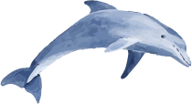 dolphin